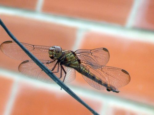 Fotografia de Jose Omaa - Galeria Fotografica: Libelula - Foto: 