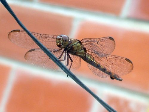 Fotografia de Jose Omaa - Galeria Fotografica: Libelula - Foto: 