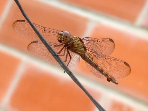 Fotografia de Jose Omaa - Galeria Fotografica: Libelula - Foto: 