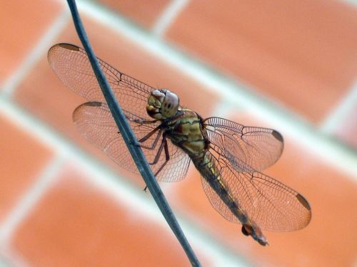 Fotografia de Jose Omaa - Galeria Fotografica: Libelula - Foto: 