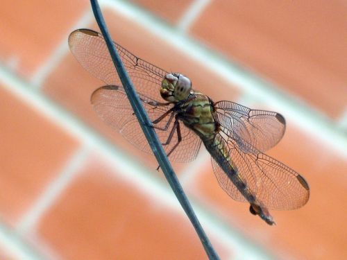 Fotografia de Jose Omaa - Galeria Fotografica: Libelula - Foto: 