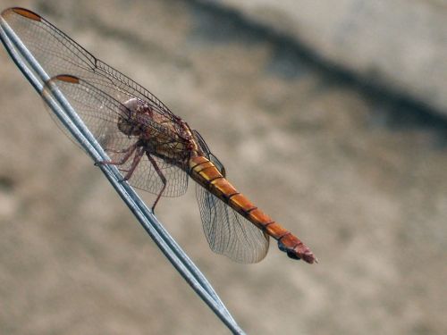 Fotografia de Jose Omaa - Galeria Fotografica: Libelula - Foto: 