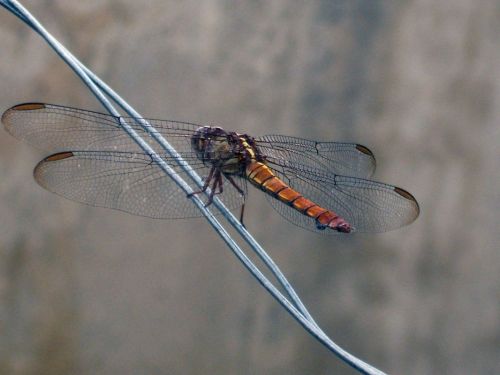 Fotografia de Jose Omaa - Galeria Fotografica: Libelula - Foto: 