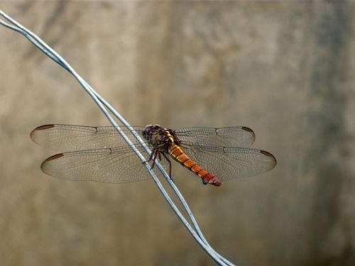 Fotografia de Jose Omaa - Galeria Fotografica: Libelula - Foto: 