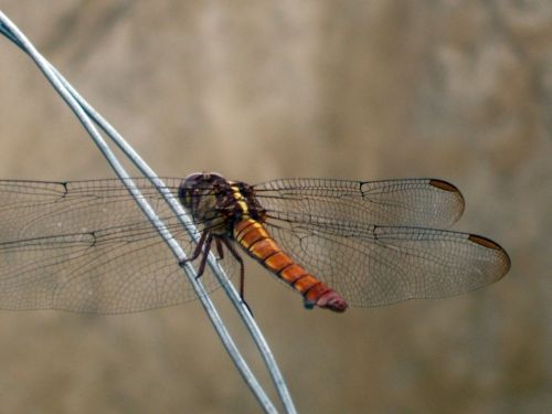 Fotografia de Jose Omaa - Galeria Fotografica: Libelula - Foto: 