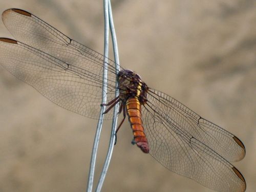 Fotografia de Jose Omaa - Galeria Fotografica: Libelula - Foto: 