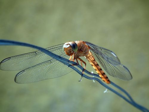 Fotografia de Jose Omaa - Galeria Fotografica: Libelula - Foto: 