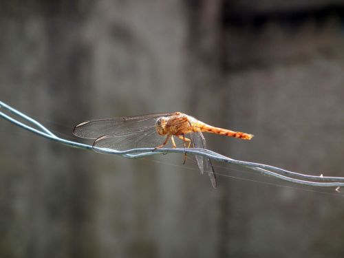 Fotografia de Jose Omaa - Galeria Fotografica: Libelula - Foto: 