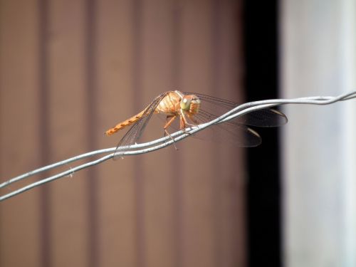 Fotografia de Jose Omaa - Galeria Fotografica: Libelula - Foto: 