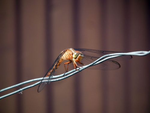 Fotografia de Jose Omaa - Galeria Fotografica: Libelula - Foto: 