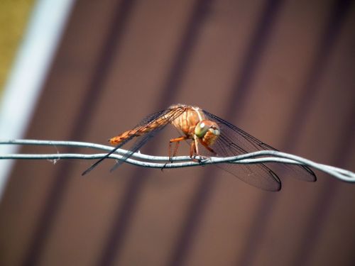 Fotografia de Jose Omaa - Galeria Fotografica: Libelula - Foto: 