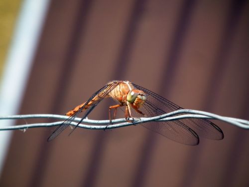 Fotografia de Jose Omaa - Galeria Fotografica: Libelula - Foto: 