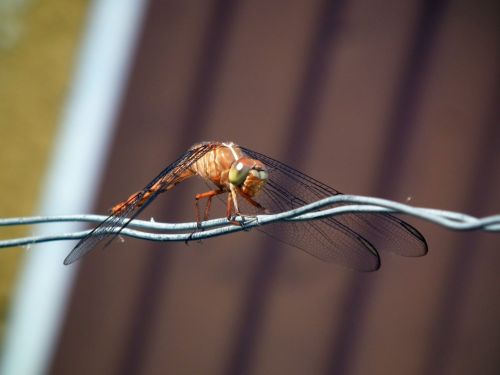 Fotografia de Jose Omaa - Galeria Fotografica: Libelula - Foto: 