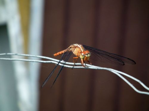 Fotografia de Jose Omaa - Galeria Fotografica: Libelula - Foto: 
