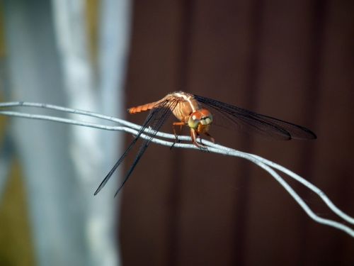 Fotografia de Jose Omaa - Galeria Fotografica: Libelula - Foto: 