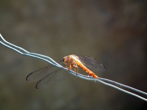 Fotografia de Jose Omaa - Galeria Fotografica: Libelula - Foto: 