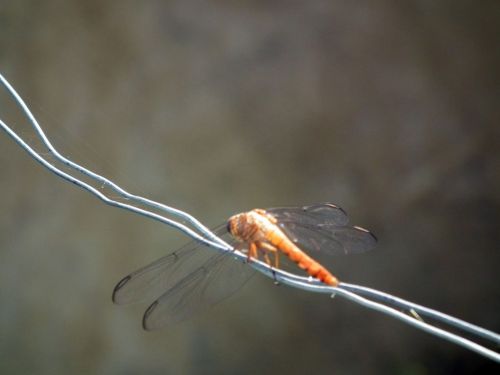 Fotografia de Jose Omaa - Galeria Fotografica: Libelula - Foto: 