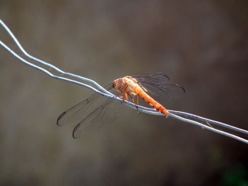 Fotografia de Jose Omaa - Galeria Fotografica: Libelula - Foto: 