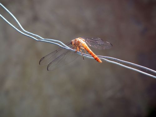 Fotografia de Jose Omaa - Galeria Fotografica: Libelula - Foto: 