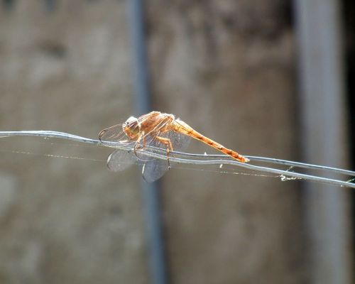 Fotografia de Jose Omaa - Galeria Fotografica: Libelula - Foto: 