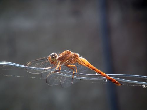 Fotografia de Jose Omaa - Galeria Fotografica: Libelula - Foto: 