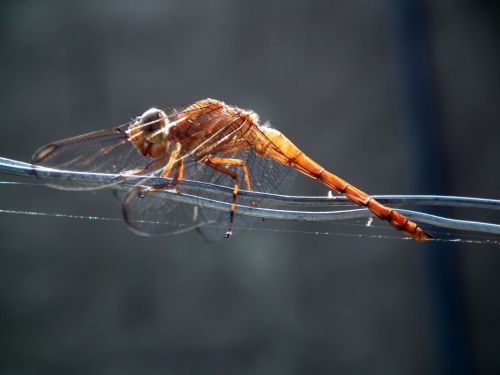 Fotografia de Jose Omaa - Galeria Fotografica: Libelula - Foto: 