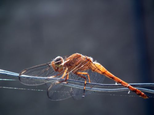 Fotografia de Jose Omaa - Galeria Fotografica: Libelula - Foto: 