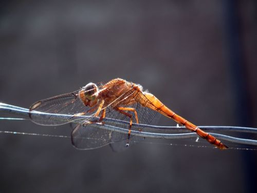Fotografia de Jose Omaa - Galeria Fotografica: Libelula - Foto: 