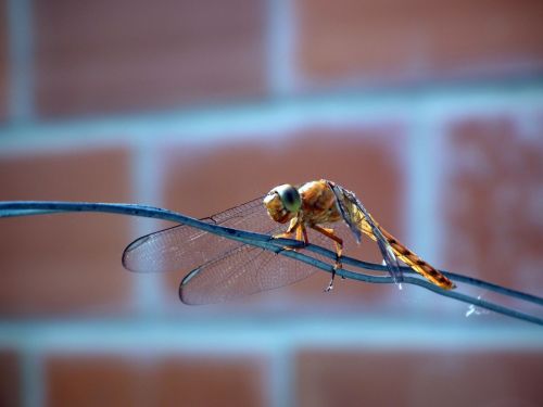 Fotografia de Jose Omaa - Galeria Fotografica: Libelula - Foto: 