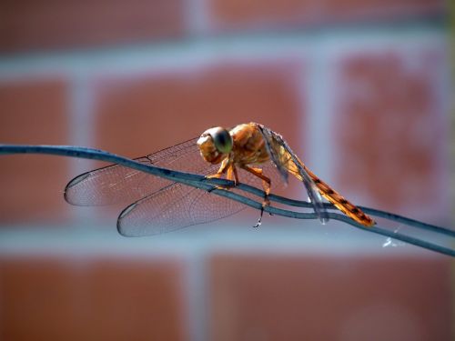 Fotografia de Jose Omaa - Galeria Fotografica: Libelula - Foto: 