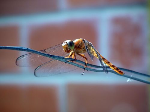 Fotografia de Jose Omaa - Galeria Fotografica: Libelula - Foto: 