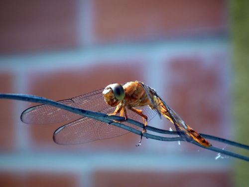 Fotografia de Jose Omaa - Galeria Fotografica: Libelula - Foto: 