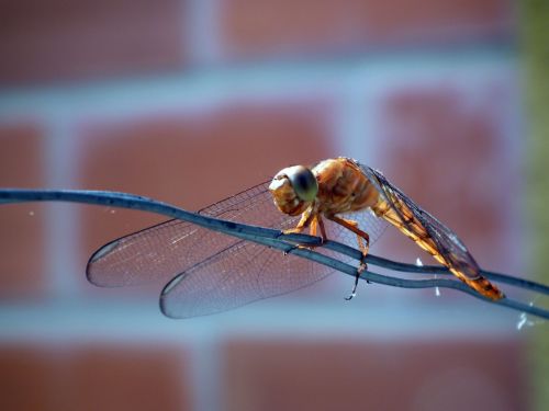 Fotografia de Jose Omaa - Galeria Fotografica: Libelula - Foto: 