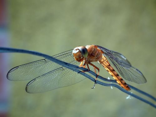 Fotografia de Jose Omaa - Galeria Fotografica: Libelula - Foto: 