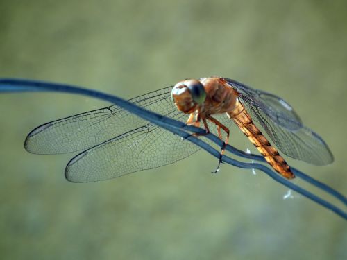 Fotografia de Jose Omaa - Galeria Fotografica: Libelula - Foto: 
