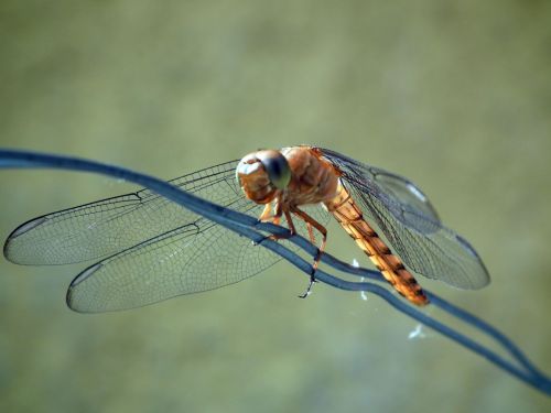 Fotografia de Jose Omaa - Galeria Fotografica: Libelula - Foto: 
