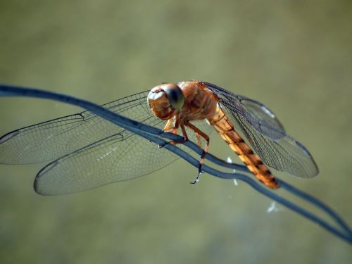 Fotografia de Jose Omaa - Galeria Fotografica: Libelula - Foto: 
