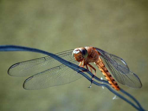 Fotografia de Jose Omaa - Galeria Fotografica: Libelula - Foto: 