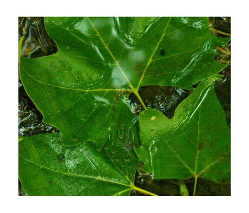 Fotografia de carbon1416 - Galeria Fotografica: cosas - Foto: fulles