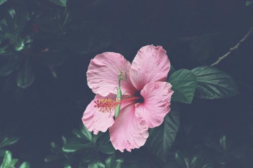 Fotografia de Luz - Galeria Fotografica: Mis primeras fotos - Foto: Mantis Religiosa