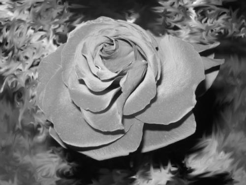 Fotografia de Luz - Galeria Fotografica: Mis primeras fotos - Foto: Rosa B&N