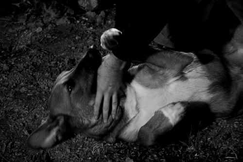 Fotografia de nineu - Galeria Fotografica: Miscelanea - Foto: Fsil