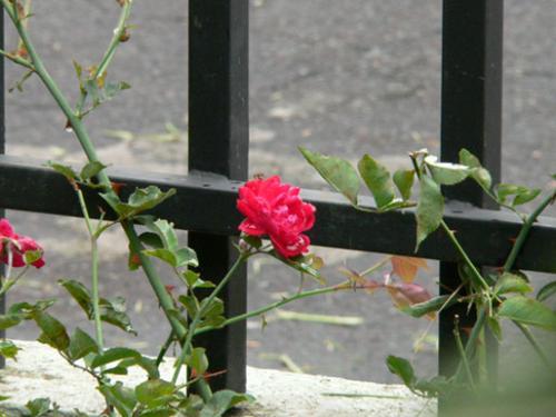 Fotografia de Golden Saber Photo - Galeria Fotografica: Naturaleza en Macro - Foto: Macro 1