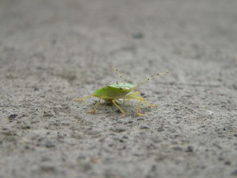 Fotografia de Golden Saber Photo - Galeria Fotografica: Naturaleza en Macro - Foto: Macro 4