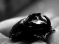 Foto de  Zayari - Galería: black and white - Fotografía: scarabajo