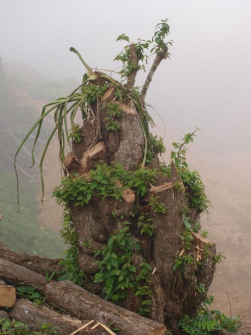 Fotografia de Hctor Coln Aguilar - Galeria Fotografica: Mirando la cascada - Foto: Vida