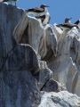 Fotos de Hctor Coln Aguilar -  Foto: Mirando la cascada - Aves marinas