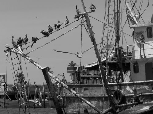 Fotografia de Hctor Coln Aguilar - Galeria Fotografica: Mirando la cascada - Foto: Shhhh! Hay pajaros en el alambre