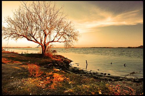 Fotografia de Velocista - Galeria Fotografica: Paisaje - Foto: A sunset and a tree