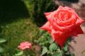 Fotos de DaBossPlaya -  Foto: flores y retratos - rosa jardin